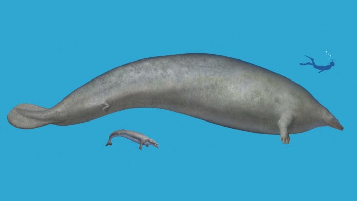 Perucetus colossus size comparison